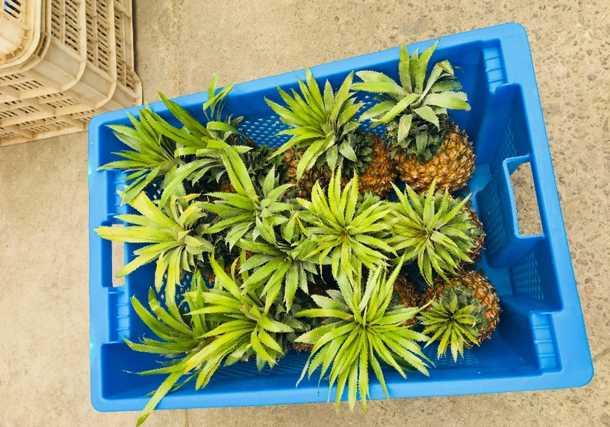 Plastic crates for pineapples Plastic crates for pineapples