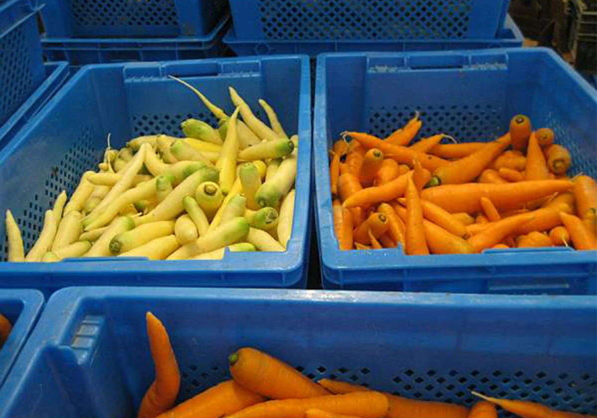 Carrot plastic crates